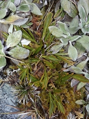 Aciphylla similis
