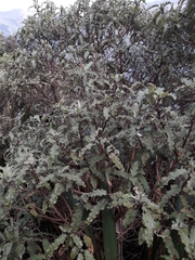 Olearia ilicifolia