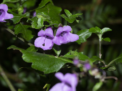 Prostanthera melissifolia
