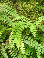 Adiantum cunninghamii