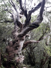 Metrosideros umbellata