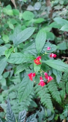Impatiens phoenicea