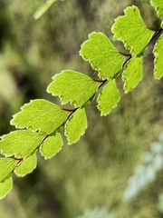 Adiantum cunninghamii