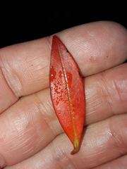 Metrosideros umbellata