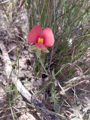 Gompholobium ecostatum