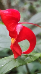 Impatiens phoenicea