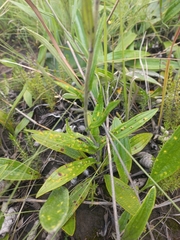Helichrysum nudifolium