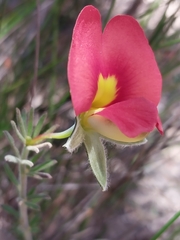 Gompholobium ecostatum