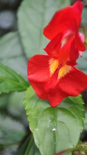 Image of Impatiens phoenicea by no rights reserved