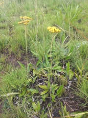 Helichrysum nudifolium