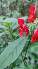 Impatiens phoenicea