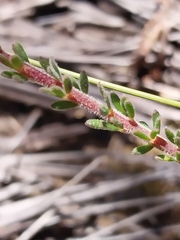 Gompholobium ecostatum