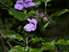 Prostanthera melissifolia