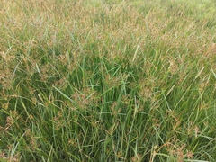 Cyperus longus