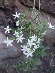 Cyphanthera anthocercidea