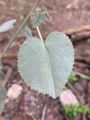 Abutilon malacum
