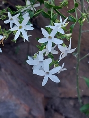 Cyphanthera anthocercidea