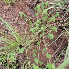 Acalypha villicaulis