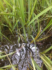 Cyperus congestus