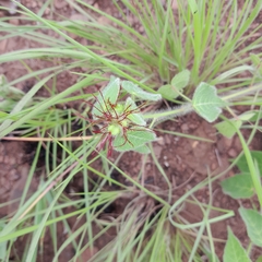 Acalypha villicaulis