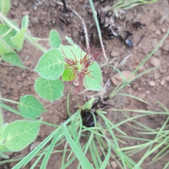 Acalypha villicaulis