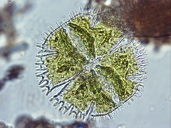 Micrasterias truncata