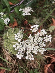Daucus