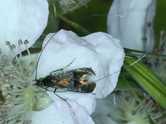 Nemophora sparsella
