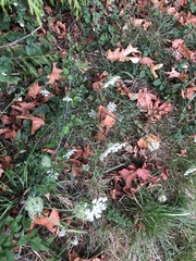 Daucus