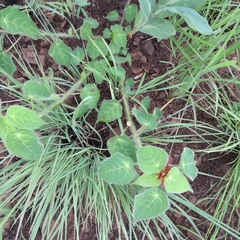 Acalypha villicaulis