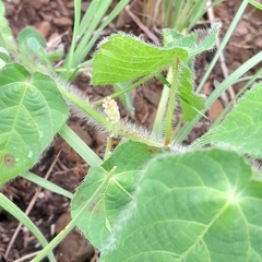 Acalypha villicaulis