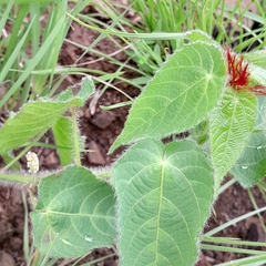 Acalypha villicaulis