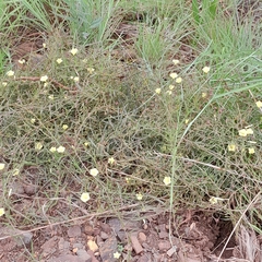 Xenostegia tridentata