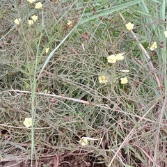Xenostegia tridentata