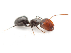 Camponotus ulcerosus