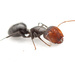 Camponotus ulcerosus - Photo (c) mason_s, osa oikeuksista pidätetään (CC BY-NC)