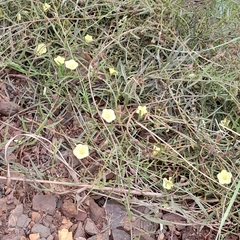 Xenostegia tridentata