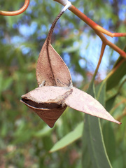 Cymbacha