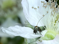Nemophora sparsella