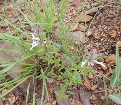 Syncolostemon pretoriae