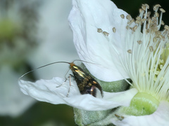 Nemophora sparsella