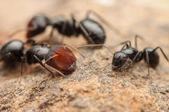 Camponotus ulcerosus