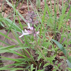 Syncolostemon pretoriae