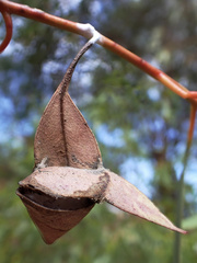 Cymbacha