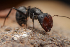Camponotus ulcerosus
