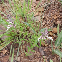 Syncolostemon pretoriae