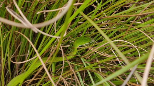 Günther's Vine Snake