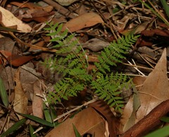 Jacaranda mimosifolia