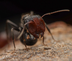 Camponotus ulcerosus