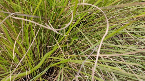 Günther's Vine Snake